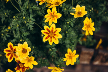 Close-up of blooming Bidens Popidol flowers in a pot on a sunny day.