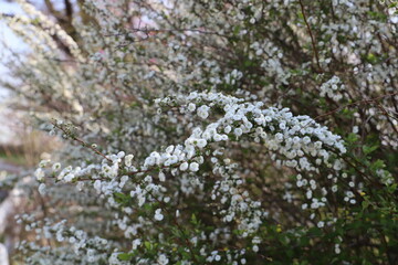 春の公園に咲く白い小さなシジミバナの花