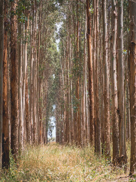 Tall thin blue gum trees growing in the plantation