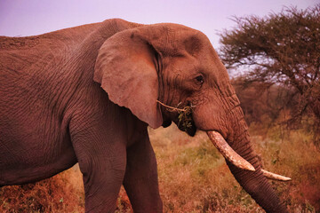 Fototapeta premium Elefante adulto paseando y comiendo por la sabana africana entre arbustos, paquidermo salvaje en su hábitat natural, fauna y vida silvestre de África observada durante un safari