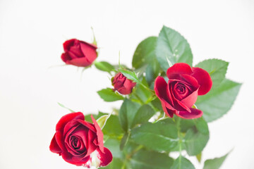 Naklejka premium 赤い薔薇