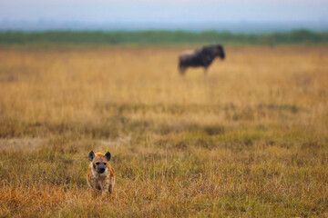 Ñu y hiena en la sabana amarilla, vigilándose mutuamente en su hábitat natural, encuentro entre herbívoro y depredador en la fauna salvaje africana durante un safari