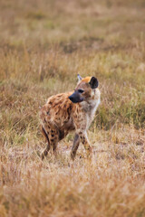 Hiena adulta solitaria caminando por la sabana africana y vigilando su entorno, depredador salvaje en su hábitat natural, fauna y vida salvaje de África durante un safari