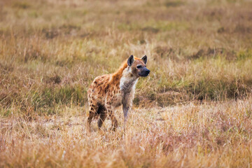 Hiena adulta solitaria caminando por la sabana africana y vigilando su entorno, depredador salvaje en su hábitat natural, fauna y vida salvaje de África durante un safari