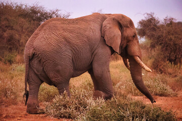 Elefante adulto paseando y comiendo por la sabana africana entre arbustos, paquidermo salvaje en su h&aacute;bitat natural, fauna y vida silvestre de &Aacute;frica observada durante un safari