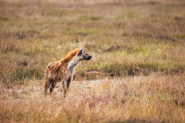 Hiena adulta solitaria caminando por la sabana africana y vigilando su entorno, depredador salvaje en su hábitat natural, fauna y vida salvaje de África durante un safari