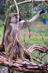 Babuino adulto sentado en una rama, primate africano salvaje en su hábitat natural, observando el entorno en la sabana durante un safari, fauna y biodiversidad de África