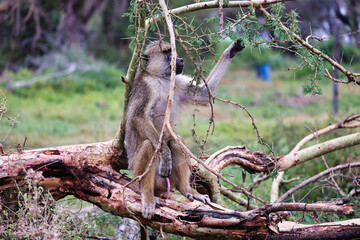 Babuino adulto sentado en una rama, primate africano salvaje en su hábitat natural, observando el entorno en la sabana durante un safari, fauna y biodiversidad de África