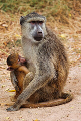 mamá babuino con su bebé mamando en brazos