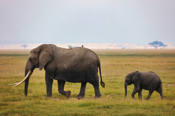 Cría de elefante acompañado por un adulto, caminando por la sabana africana