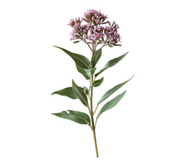 Fototapeta premium A purple flower with green leaves