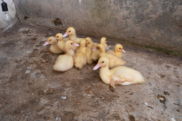 Ducklings are sitting gathered on the farm.