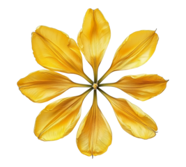 A yellow flower with six petals is the main focus of the image