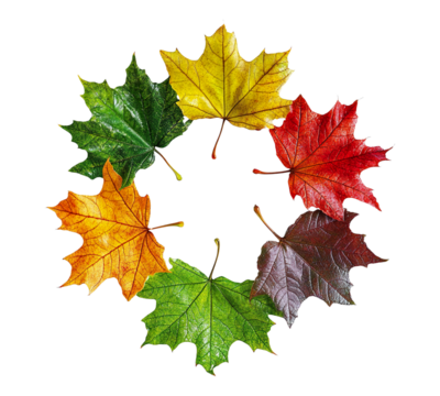A circle of leaves with different colors, including green, yellow, and red