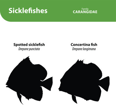 Sicklefishes Silhouette Vector Set with Name and Scientific Name &ndash; Drepaneidae Fish Collection
