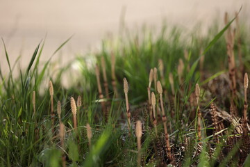 草むらの中のつくしんぼう