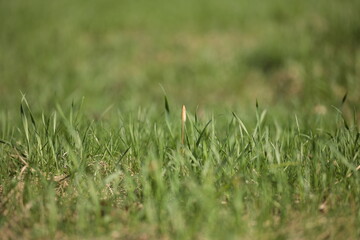 草むらの中のつくしんぼう