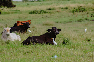Bois deitado no pasto com uma garça próximo