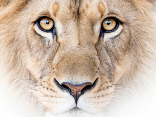 Fototapeta premium Close-Up Portrait of a Majestic Lion with Striking Golden Eyes Against a White Background