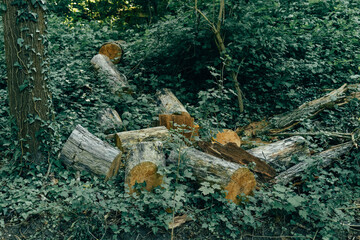 Fallen logs scattered among vibrant greenery in a tranquil forest setting during the day