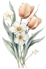 Obraz premium Watercolor floral bouquet with peach tulips white daffodil and small white flowers with green leaves isolated on transparent background