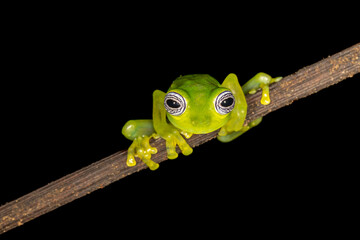 Ghost Glass Frog on night walk in Costa Rica Cloud Forest