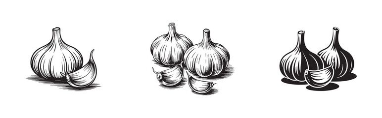 garlic bulbs and cloves vector for cooking ingredients and healthy food
