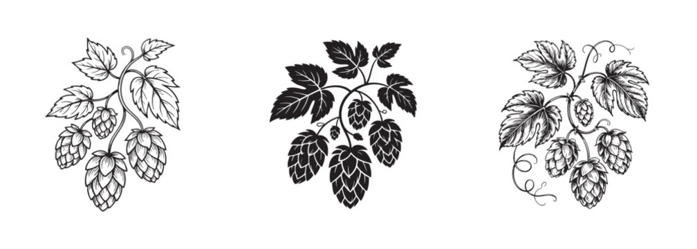 hops plant branch with cones vector, agricultural 