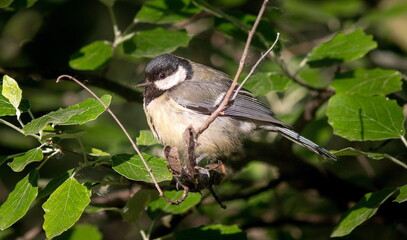 blue tit on branch