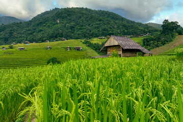 Vibrant landscape of rice step fields in the mountainous region of northern Thailand showing traditional Asian agriculture, rural culture, and tropical farming in a peaceful village environment