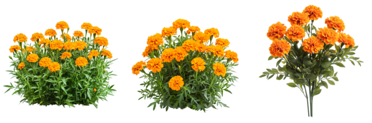 Vibrant marigold flowers isolated on transparent background, showcasing lush green foliage and vivid orange blooms