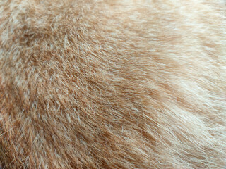 Close up of soft and smooth light brown cat fur texture