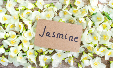 Naklejka premium Jasmine essential oil and flowers. Selective focus.