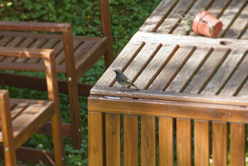 Fototapeta premium Male Black Redstart (Phoenicurus ochruros) sitting on a wood table in Zurich, Switzerland