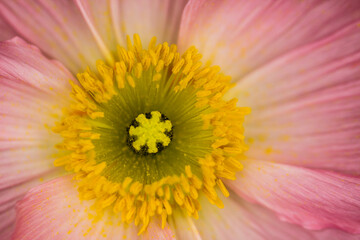 Closeup detail shot of the centre of a pink poppy flower