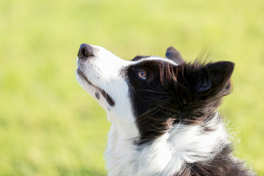 Head shot of a border collie