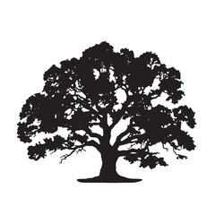 Fototapeta premium Black Silhouette of Major Oak Tree