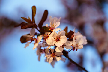 Cherry blossom in in sunlight under blue sky