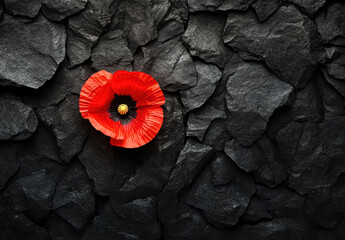 Red poppy flower on coal black stone background. Remembrance, or Armistice, or Anzac Day background.	