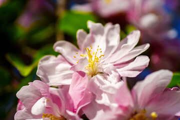 Fototapeta premium Chinese flowering crabapple blossom in sunlight under blue sky