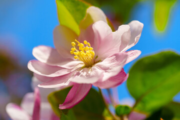 Fototapeta premium Chinese flowering crabapple blossom in sunlight under blue sky