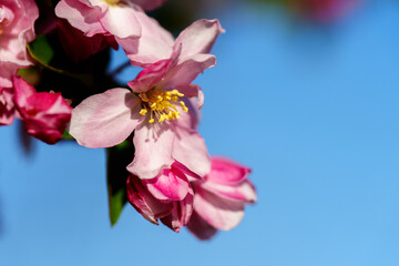 Chinese flowering crabapple blossom in sunlight under blue sky