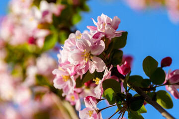 Chinese flowering crabapple blossom in sunlight under blue sky