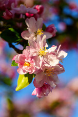 Chinese flowering crabapple blossom in sunlight under blue sky