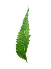 a single neem leaf isolated background