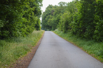 Empty asphalt road leading into lush green forest