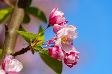 Obraz premium Chinese flowering crabapple blossom in sunlight under blue sky