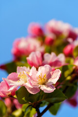Chinese flowering crabapple blossom in sunlight under blue sky