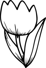 tulip flower vector transparent 