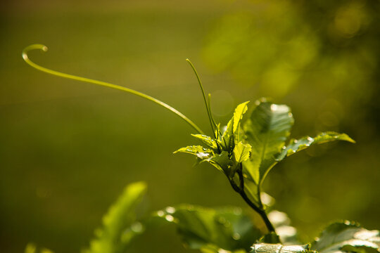 Green passion fruit vine curling in the garden